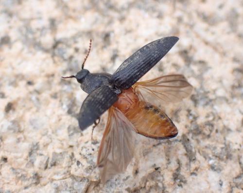 Réf. 288 683 : Agrypnus murinus